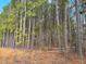View of the property showing the trees at 322 Blackstone Rd, Sanford, NC 27330