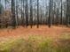 View of a wooded backyard with pine trees and natural ground cover at 4050 Brooksdale Dr, Franklinton, NC 27525