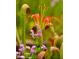 Close up of colorful pitcher plants and lilies at 122 Weavers Grove Dr, Chapel Hill, NC 27514