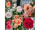 Close-up of multiple colorful roses in a collage at 111 Kalmia Dr, Durham, NC 27703