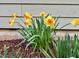 Close-up view of vibrant daffodils, adding a pop of color to the garden bed near the siding at 111 Kalmia Dr, Durham, NC 27703