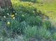 A beautiful cluster of daffodils growing in the yard at 524 N Occoneechee St, Hillsborough, NC 27278