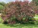 A large crepe myrtle tree with pink flowers adds beauty to the landscaping around the property at 524 N Occoneechee St, Hillsborough, NC 27278