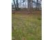 Spacious backyard with green grass and some fallen leaves and tree stumps at 208 Essex Rd, Nashville, NC 27856