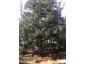 Lush, mature tree in a private backyard providing shade and natural beauty at 4332 Blossom Hill Ct, Raleigh, NC 27613