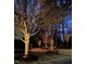 Long driveway lined with trees and bushes, illuminated by landscape lighting at 100 Tavernelle Pl, Cary, NC 27519