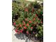 Beautiful garden featuring vibrant red rose bushes and lush greenery, a charming addition to the landscape at 2851 Wilkes Lake Dr, Fuquay Varina, NC 27526