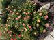 Close up of gorgeous roses in full bloom adding charm and beauty at 2851 Wilkes Lake Dr, Fuquay Varina, NC 27526