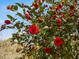 Close-up of a camellia bush in full bloom, showcasing vibrant red flowers at 1834 Dewitt Smith Rd, Pittsboro, NC 27312