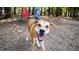 Happy dog in nature at a dog park at 2115 Port Royal Rd, Raleigh, NC 27609