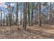 Leafy backyard surrounded by a forest of trees on a sunny day at 838 Waring St, Durham, NC 27704