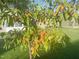 Peach tree with ripening peaches in the backyard at 1913 Brodgen Ln, Durham, NC 27703