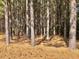 Natural wooded lot with dense pine trees providing privacy and a peaceful environment at 1111 Spring Valley Lake Rd, Henderson, NC 27537