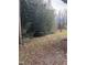 A partially grassy backyard, featuring mature bamboo and an outbuilding at 186 Frank Cash Rd, Timberlake, NC 27583