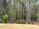 A beautiful natural view featuring tall trees and greenery in a wooded area at 660 Sun Meadow Dr, Wake Forest, NC 27587