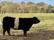 Picturesque view of Belted Galloway cattle grazing on a lush pasture at 360 Linden Close, Pittsboro, NC 27312