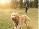 A golden retriever runs happily through the dog park with its owner jogging in the background on a sunny day at 936 Allen Park Dr, Raleigh, NC 27604