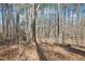 Wooded landscape filled with tall bare trees at 2431 Winburn Ave, Durham, NC 27704