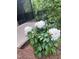 Beautiful white flowers enhance the curb appeal of this home's landscaping at 430 Easy Wind Ln, Garner, NC 27529