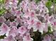 Close-up of pink azaleas in full bloom, adding a touch of natural beauty to the landscape at 1708 Lakepark Dr, Raleigh, NC 27612
