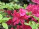 Close-up of vibrant magenta colored azaleas with healthy green leaves in the background at 1708 Lakepark Dr, Raleigh, NC 27612