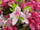Close-up of a light pink azalea with pink spots mixed with vibrant magenta colored azaleas at 1708 Lakepark Dr, Raleigh, NC 27612