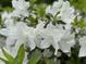 Close-up of white azalea bush with white petals and healthy green leaves in the background at 1708 Lakepark Dr, Raleigh, NC 27612