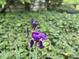 Close-up of a purple iris blossom, showcasing vibrant color and delicate details in the garden at 1708 Lakepark Dr, Raleigh, NC 27612
