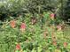 Close up of red columbine blooming adding natural beauty to the landscape at 1708 Lakepark Dr, Raleigh, NC 27612