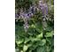 Lush garden featuring hosta plants with purple flowers. Offers a tranquil and beautiful outdoor space at 7721 Sutcliffe Dr, Raleigh, NC 27613