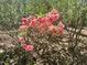 Close-up of blooming azalea bush with dark pink flowers and green foliage at 2819 Meacham Rd, Chapel Hill, NC 27516