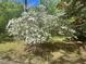 Lush azalea bush in full bloom adds charm to the landscaped yard at 2819 Meacham Rd, Chapel Hill, NC 27516