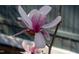 Close-up view of a magnolia blossom with delicate white and pink petals, showcasing the beauty of nature at 2819 Meacham Rd, Chapel Hill, NC 27516