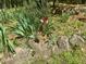 Landscaped yard featuring a flower garden with rocks and lush foliage at 2819 Meacham Rd, Chapel Hill, NC 27516