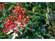 Close-up of a leafy plant with bright red berries at 2819 Meacham Rd, Chapel Hill, NC 27516