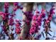 Close up of a Redbud tree in full bloom, showing its vibrant pink blossoms at 2819 Meacham Rd, Chapel Hill, NC 27516