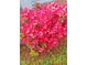 Lush, vibrant pink azalea bush adds a splash of color to the landscape at 214 Grace St, Oxford, NC 27565