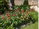 Red flowers enhance the landscape and are complimented by greenery and a natural stone border at 3708 Wesley Ridge Dr, Apex, NC 27539