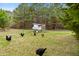Backyard chicken coop with several free-range chickens at 170 Blande Dr, Kenly, NC 27542