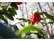A beautiful red camellia in bloom, showcasing vibrant color and lush foliage in a natural setting at 3508 Cambridge Rd, Durham, NC 27707