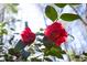 Close-up captures a red camellia flower with lush greenery, bathed in dappled sunlight, against a blurred forest backdrop at 3508 Cambridge Rd, Durham, NC 27707
