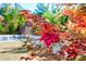 Close up of vibrant red leaves and backyard with partial fence in view at 52 N Rosebank Dr, Chapel Hill, NC 27516