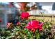 Up-close of red roses in backyard with home exterior in the background at 52 N Rosebank Dr, Chapel Hill, NC 27516
