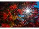 Vibrant fall foliage with sun rays shining through leaves creating a warm and inviting scene at 52 N Rosebank Dr, Chapel Hill, NC 27516