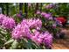 View of flourishing vibrant pink azaleas in this landscaped backyard at 112 Trellingwood Dr, Morrisville, NC 27560