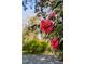 Vibrant pink camellias in full bloom against a lush green backdrop at 212 W University Dr, Chapel Hill, NC 27516