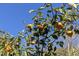 A persimmon tree heavy with fruit set against a clear blue sky at 9511 Collins Creek Dr, Chapel Hill, NC 27516