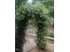 Picturesque garden arch covered in white flowers, leading to a serene backyard space at 10016 Porto Fino Ave, Wake Forest, NC 27587