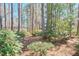 Spacious backyard featuring mature trees and lush greenery at 3613 Hope Valley Rd, Durham, NC 27707