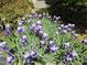 Vibrant purple and white iris flowers add a touch of natural beauty to the home's landscaping at 301 Kinsale Dr, Chapel Hill, NC 27517